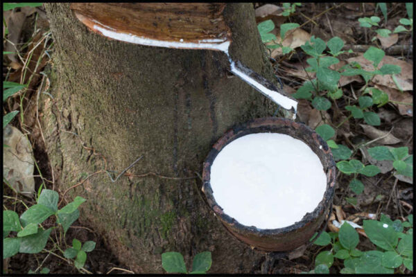 Natural Rubber Latex