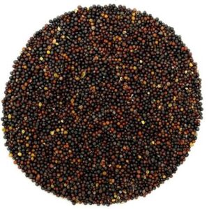 Non-GMO Canola Seeds