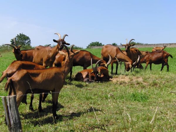 Sheep, Goat And Cow